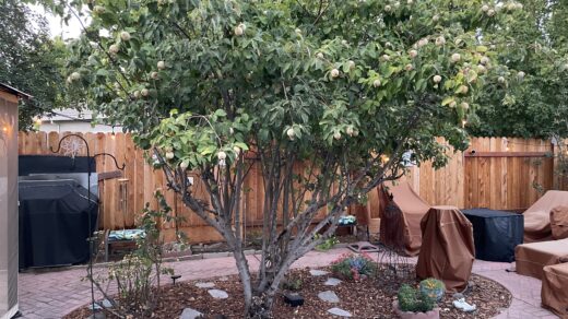 Our Garden
